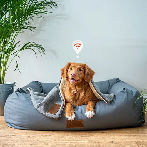 dog laying on a couch inside the house with PET tracker 4g on the caller and actively tracking using home wifi