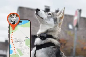 pet tracker on a huskies neck