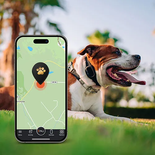 picture showing a dog being tracked by using a dog tracker to explain why a dog tracking device