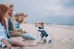 A family dog on beach having PET Finder 4G GPS Tracker on it's neck