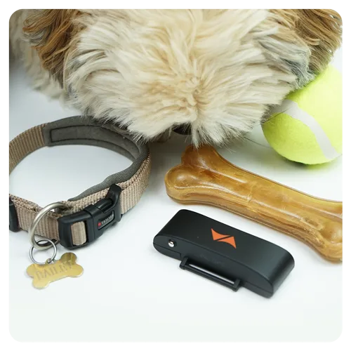 A dog sniffs out the PET Finder 4G