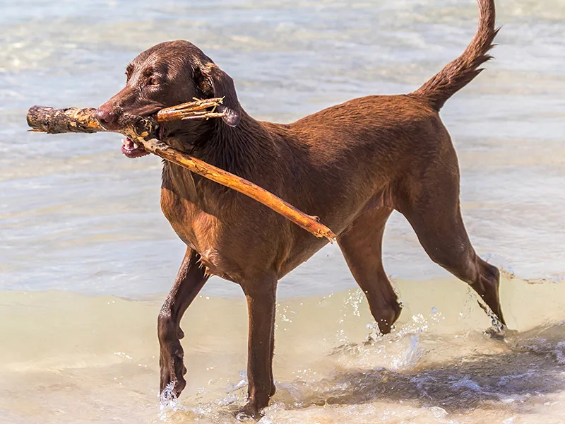A dog on water with a stick in his mouth