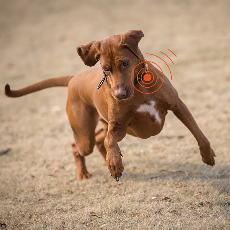 A dog running on sands wearing GPS Tracker on his collar