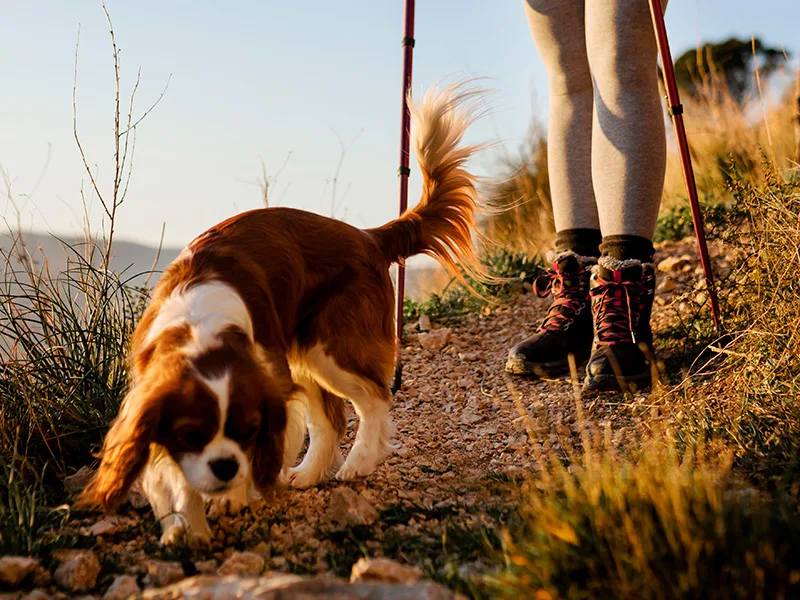 A dog sniffing a trail without a lead