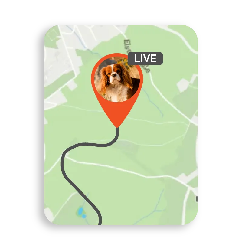 Live tracking in PET Finder 4G
