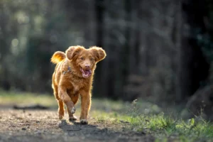 a dog running in the woods with gps dog tracker in his neck