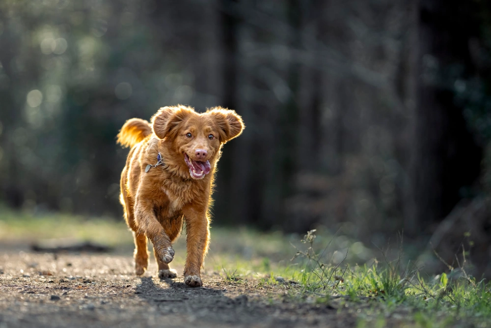 a dog running in the woods with gps dog tracker in his neck