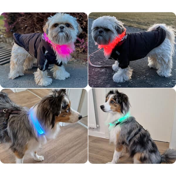 Dog pictures PAJ LIGHT in black: LED collar for dogs PAJ GPS