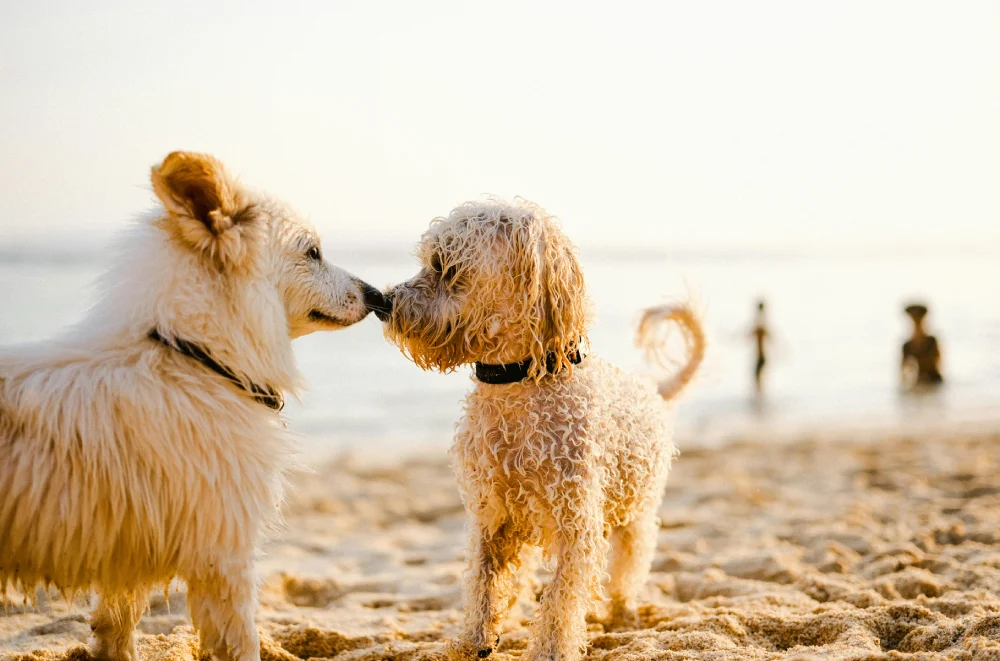 two dogs on the beach