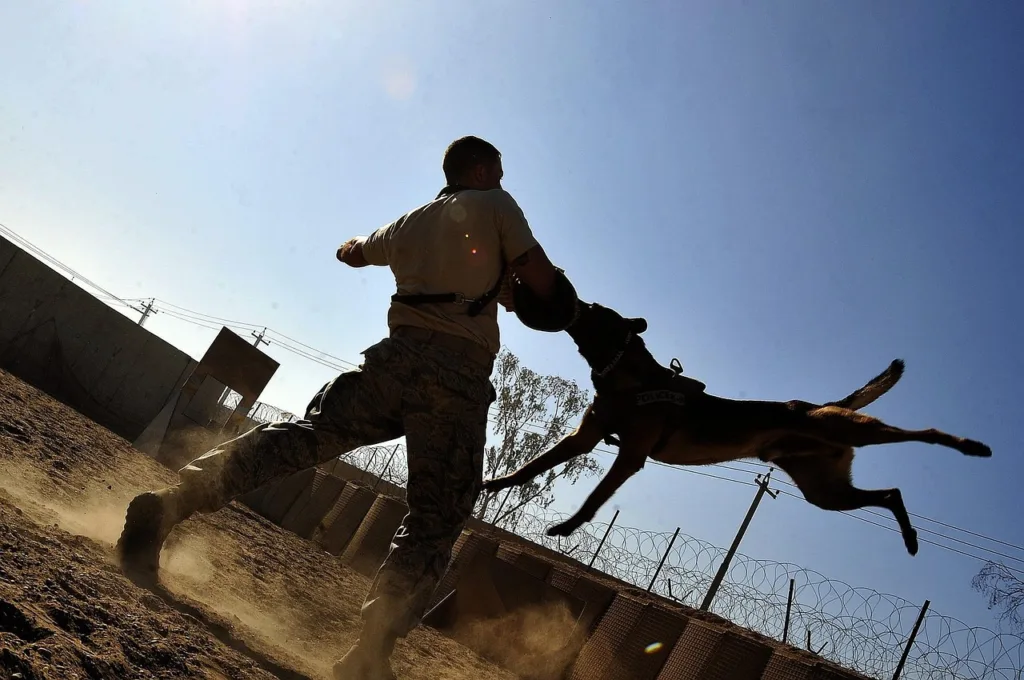 angry dog with a man having protective sheild
