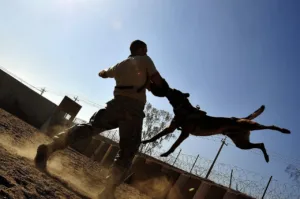 angry dog with a man having protective sheild