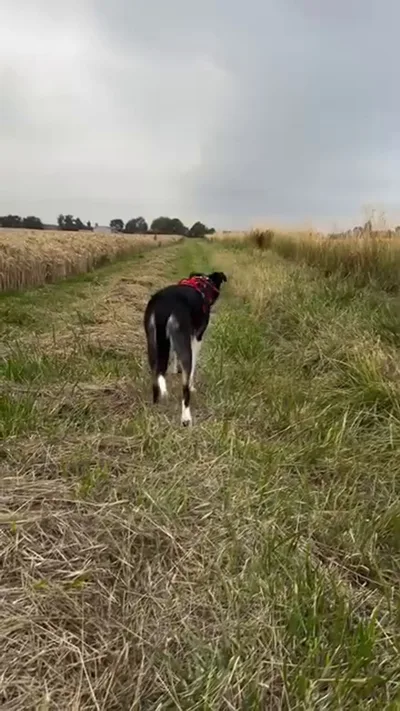 pawsitivleycharlie