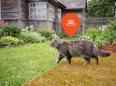 Cat wearing a GPS tracker collar crossing a geofence boundary line in a garden safe zone