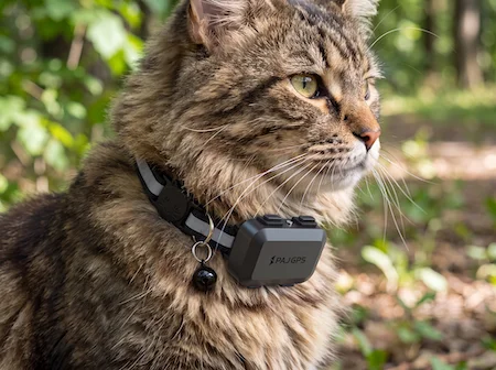 Long-haired tabby cat wearing the PAJ GPS PET Finder 4G Mini tracker on its collar outdoors