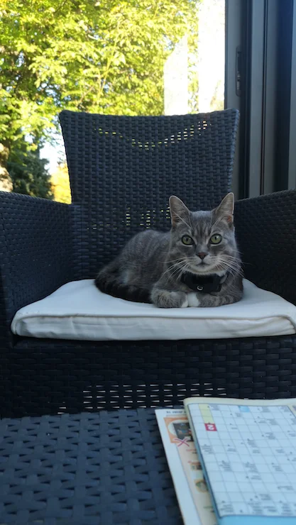 Grey tabby cat wearing a PAJ GPS tracker on its collar, relaxing on a garden chair